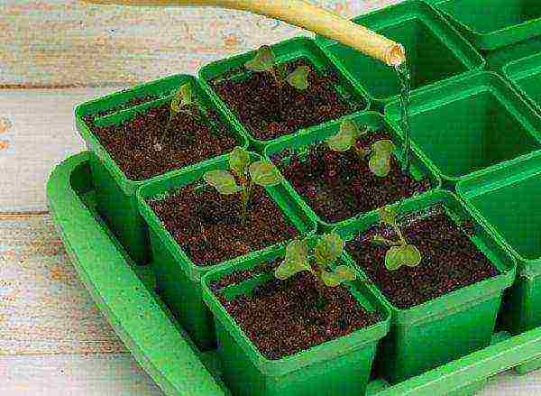 Watering cabbage seedlings should be done 1-2 times a day