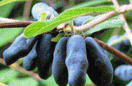 mahusay na pagkakaiba-iba ng honeysuckle