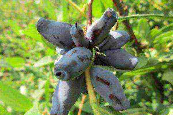 mahusay na pagkakaiba-iba ng honeysuckle