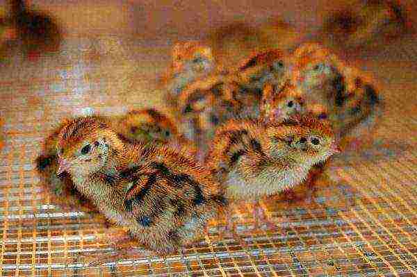 Quail chicks