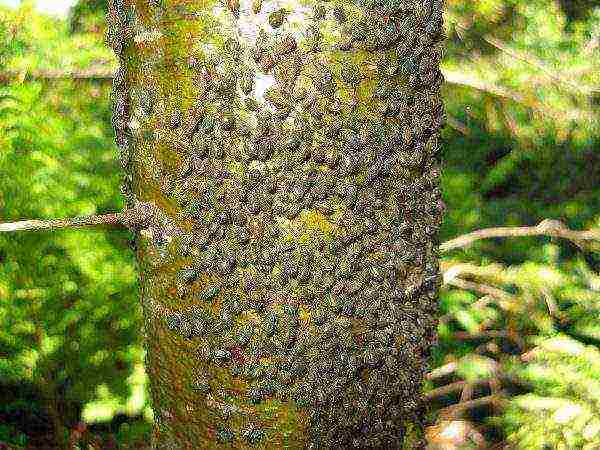 Bark beetles on bird cherry