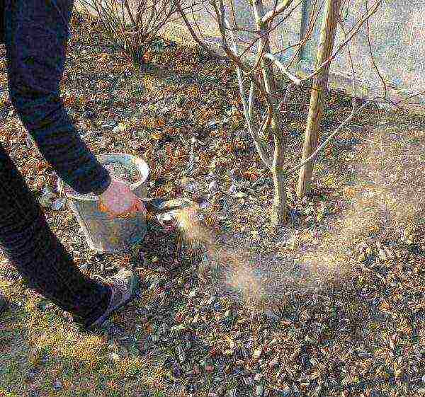 Spreading wood ash on acidic soil