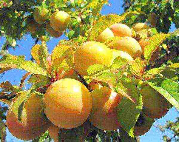 Plum variety Yellow ball