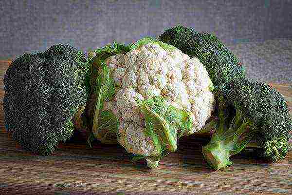 The edible part of the cauliflower is the flower clusters.