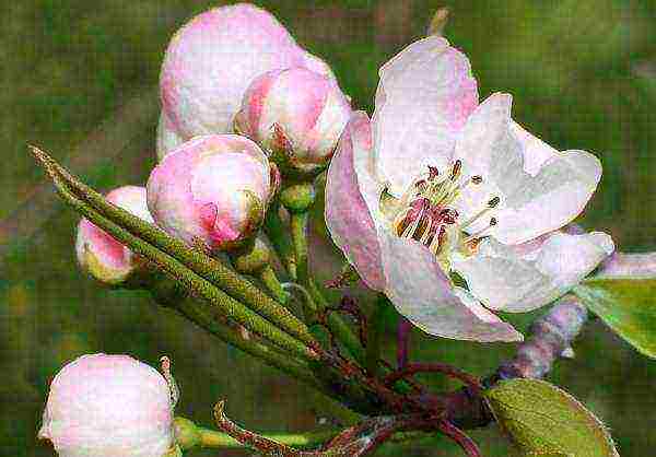 Pear variety Marble does not belong to frost-resistant varieties, it is better to grow a tree in a warm climate