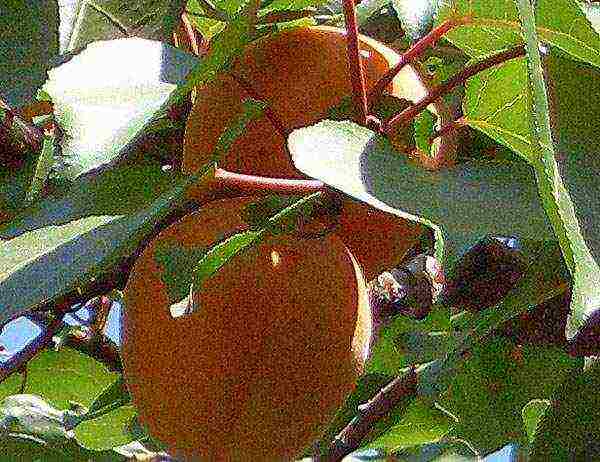 apricot triumph northern planting and care in the open field