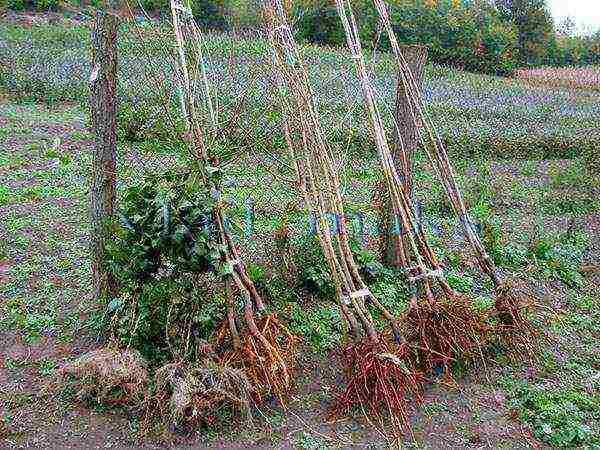 Ang apricot ay nagtagumpay sa hilagang pagtatanim at pangangalaga sa bukas na bukid