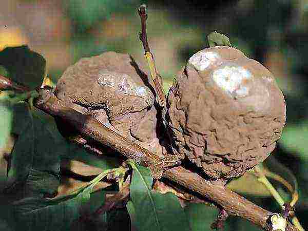 Ang apricot ay nagtagumpay sa hilagang pagtatanim at pangangalaga sa bukas na bukid