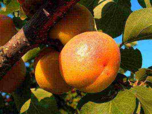 apricots are the best varieties