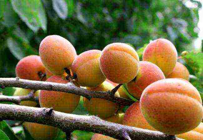 apricots are the best varieties