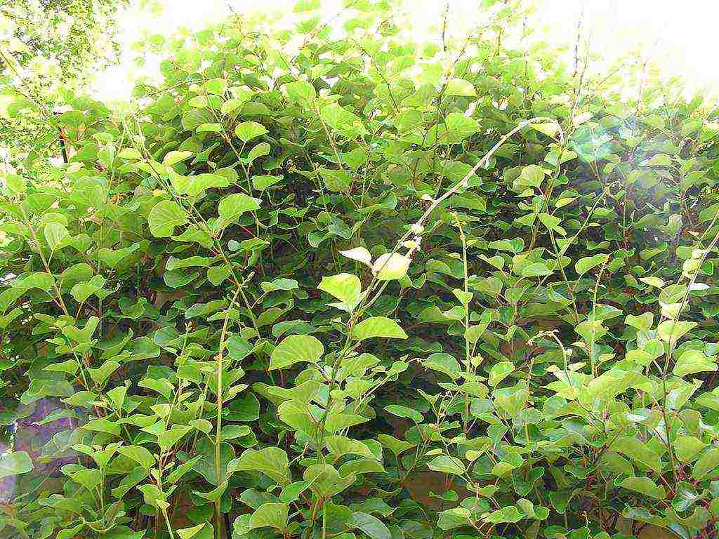 actinidia planting and care in the open field in volgograd