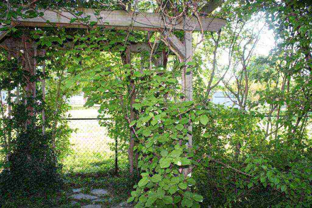 actinidia planting and care in the open field in volgograd