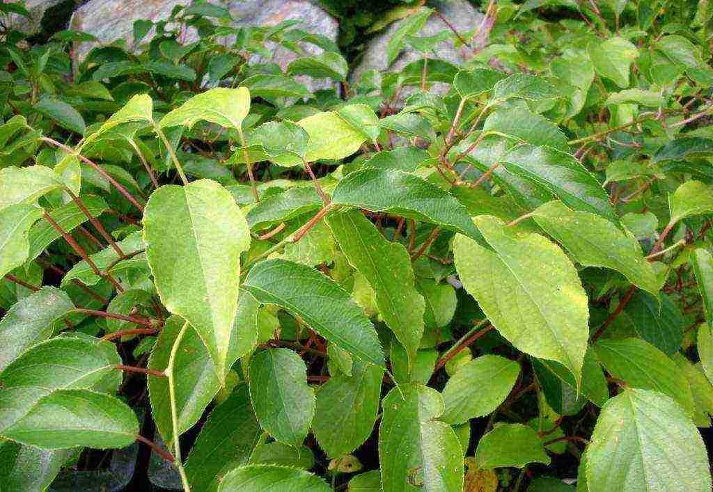 actinidia planting and care in the open field in volgograd