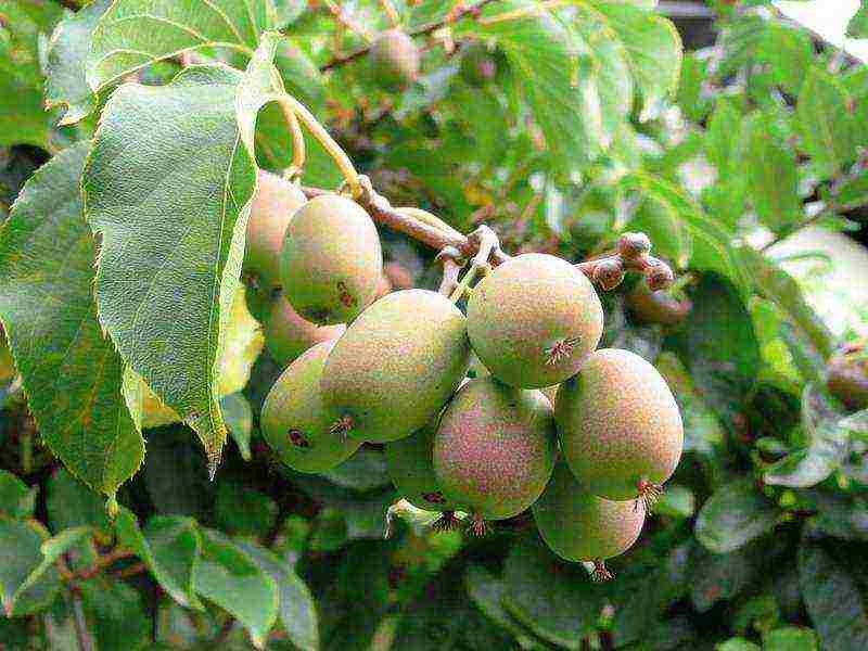 actinidia planting and care in the open field in volgograd