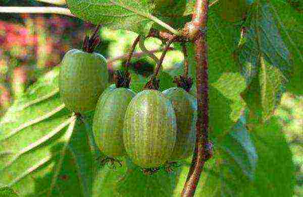 actinidia planting and care in the open field in volgograd