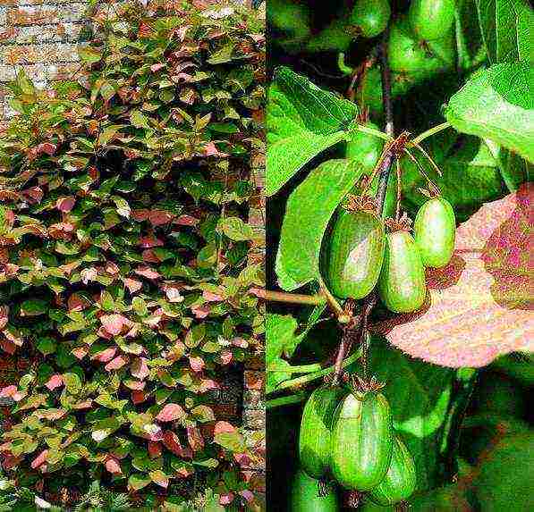 actinidia planting and care in the open field in volgograd