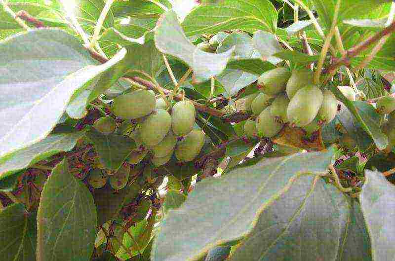 actinidia planting and care in the open field in volgograd