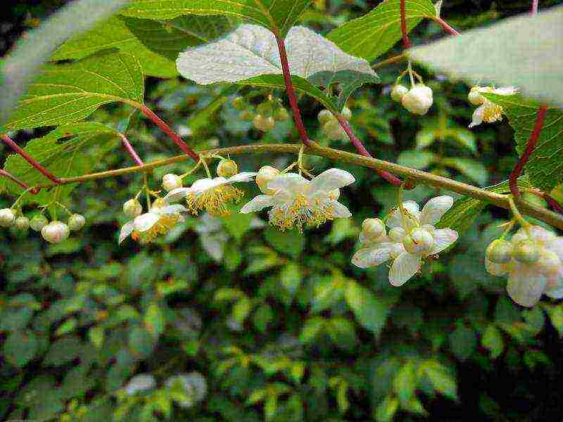 actinidia การปลูกและดูแลในทุ่งโล่งในโวลโกกราด