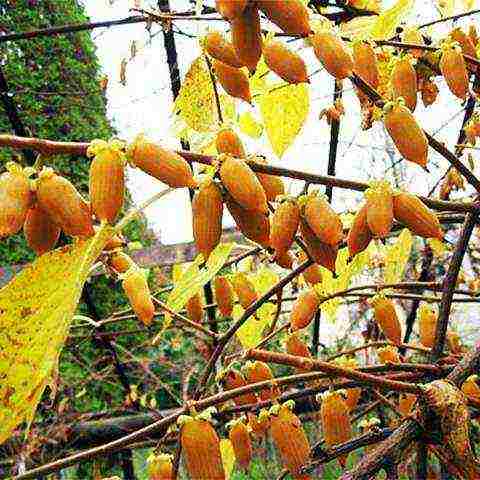 actinidia planting and care in the open field in volgograd