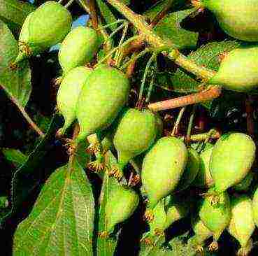 actinidia planting and care in the open field in volgograd