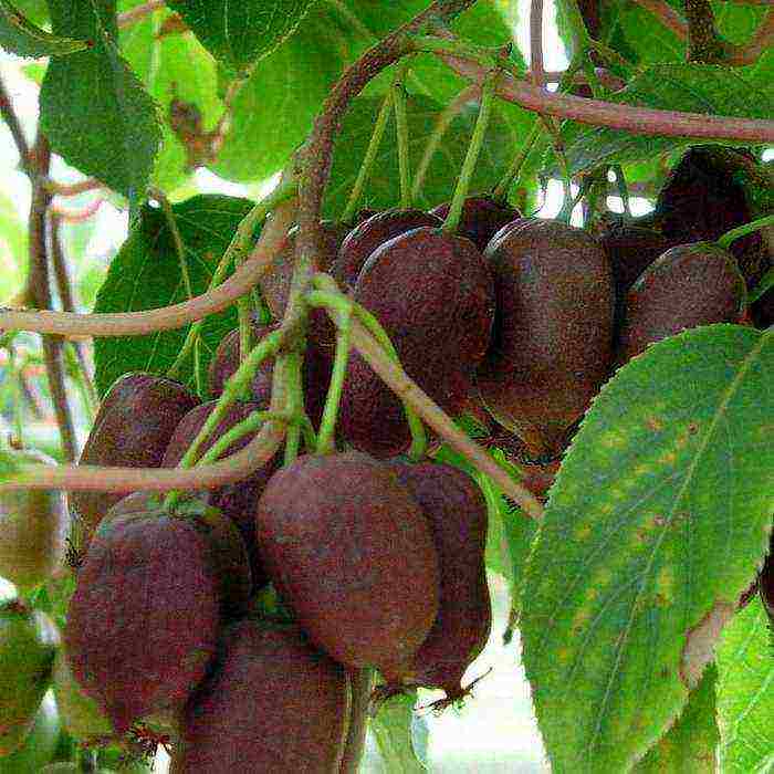 actinidia planting and care in the open field in volgograd