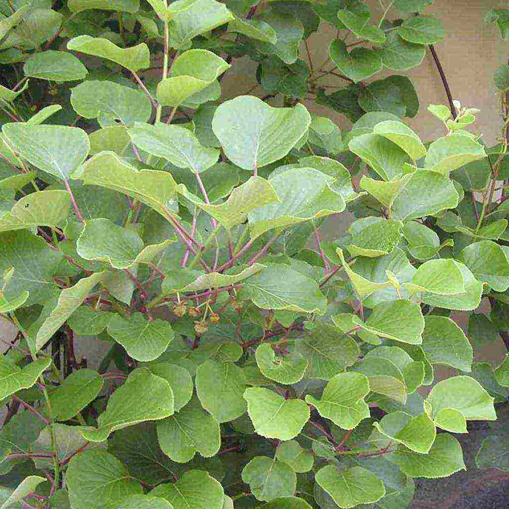 actinidia planting and care in the open field in volgograd