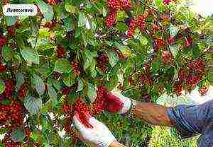 actinidia planting and care in the open field in volgograd