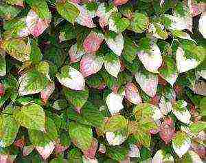 actinidia planting and care in the open field in volgograd