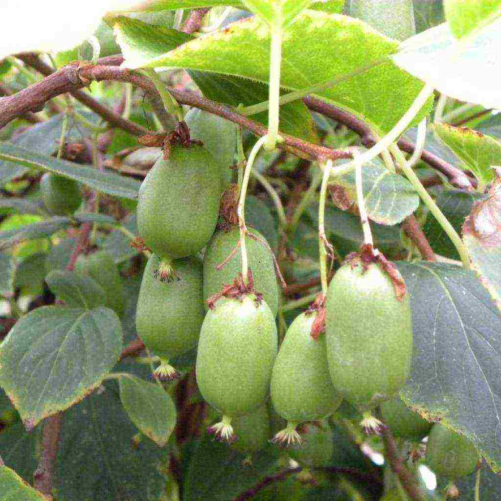 actinidia planting and care in the open field in volgograd