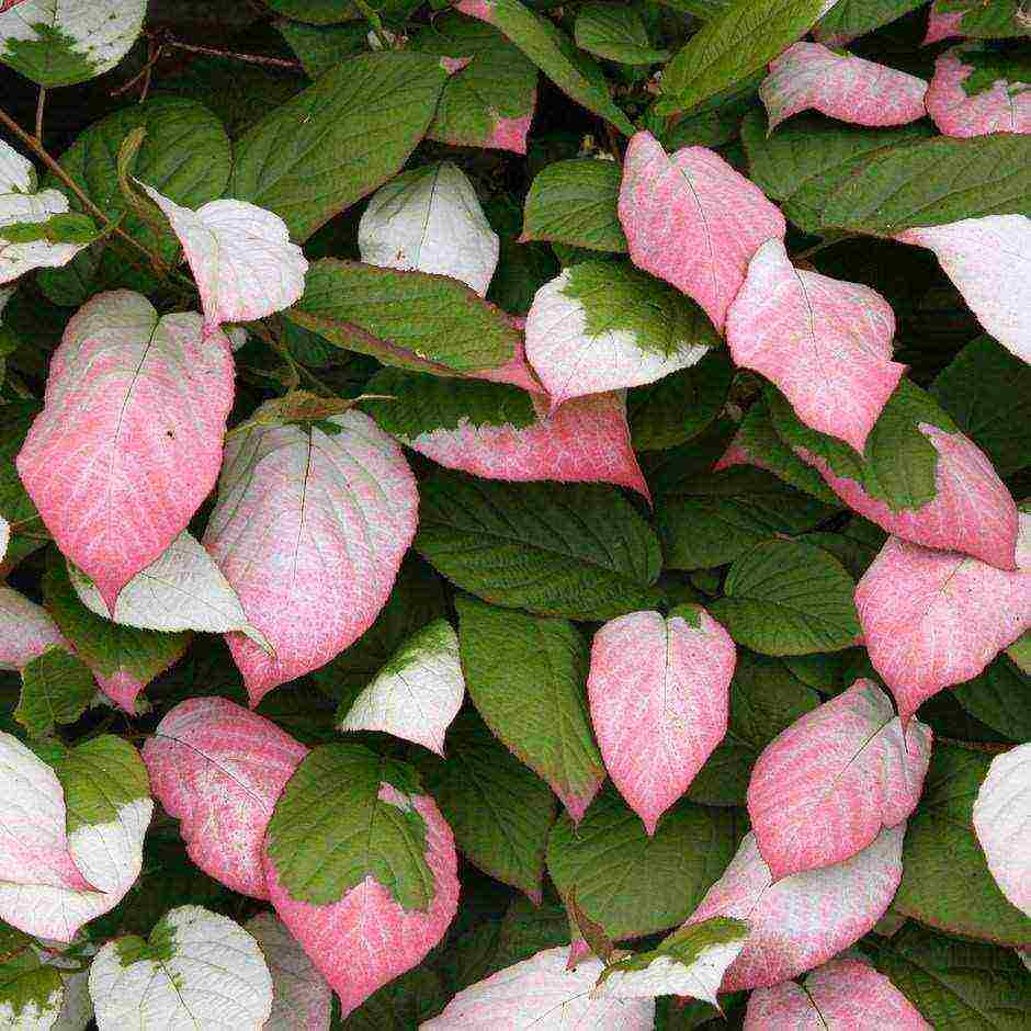 actinidia planting and care in the open field in volgograd