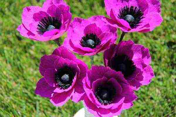 anemone mount everest planting and care in the open field