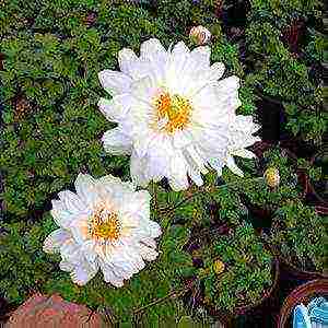 anemone mount everest pagtatanim at pag-aalaga sa bukas na bukid