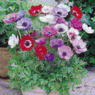 anemone mount everest planting and care in the open field