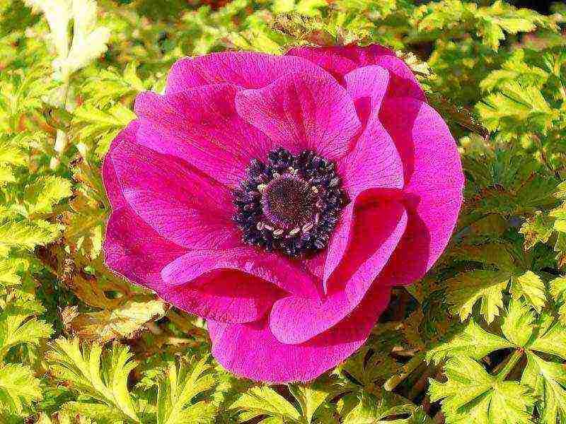 anemone mount everest planting and care in the open field