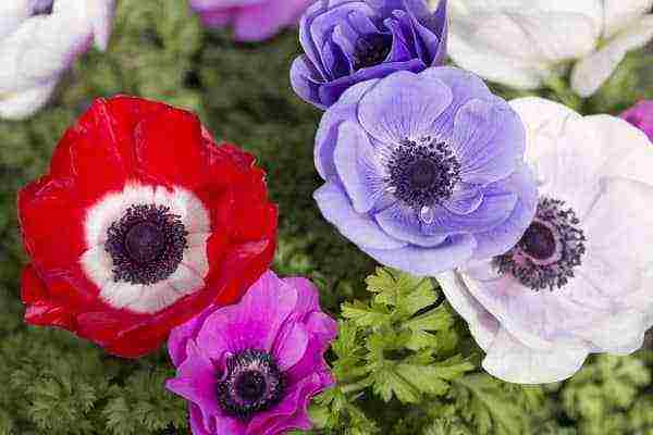 anemone mount everest planting and care in the open field