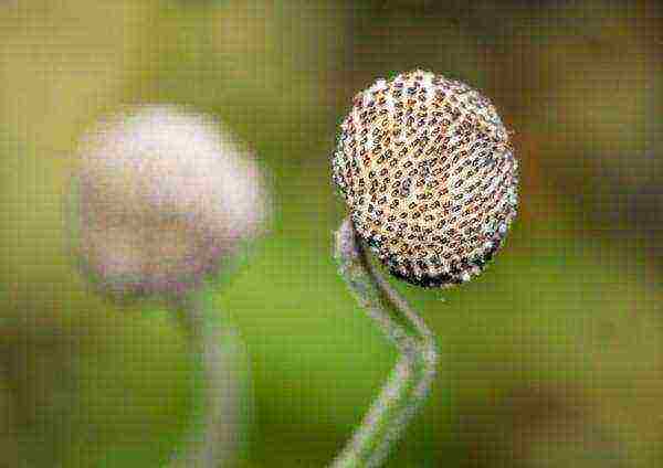 sadnja anemona i njega na otvorenom polju u sibiru