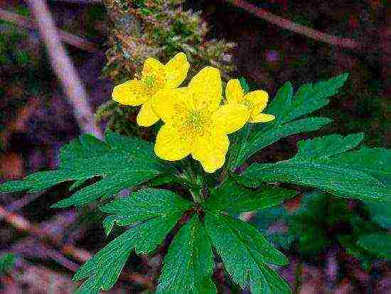 anemone planting and care in the open field in siberia