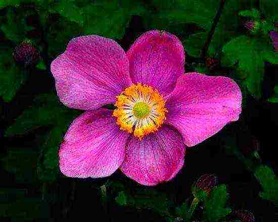 anemone planting and care in the open field in siberia