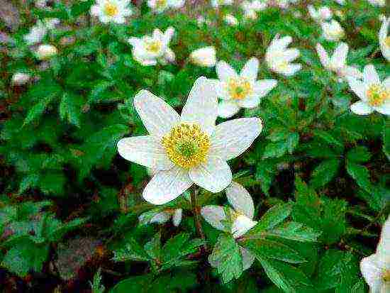 anemone planting and care in the open field in siberia