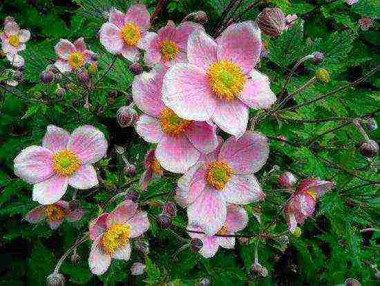 anemone planting and care in the open field in siberia