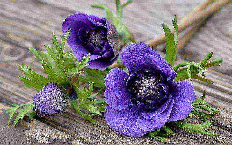 anemone planting and care in the open field in siberia