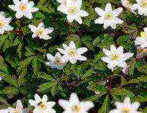 anemone planting and care in the open field in siberia