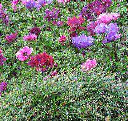 anemones de caenne การปลูกและดูแลในทุ่งโล่ง