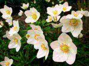 anemones de caenne planting and care in the open field