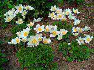 anemones de caenne planting and care in the open field