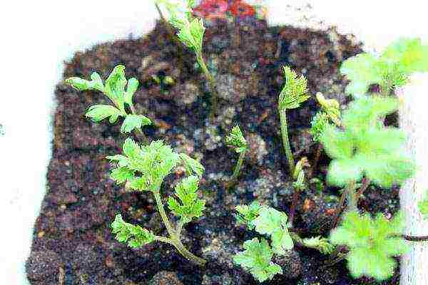 anemones de caenne planting and care in the open field