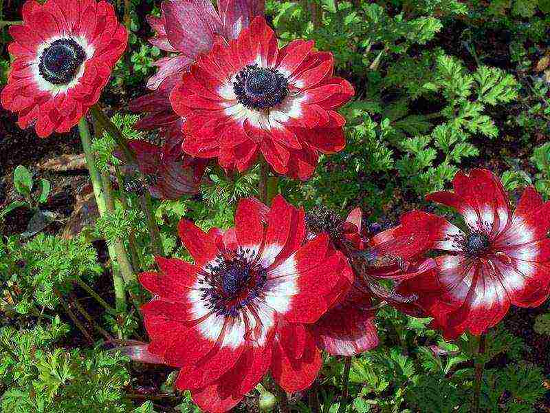 anemones de caenne planting and care in the open field