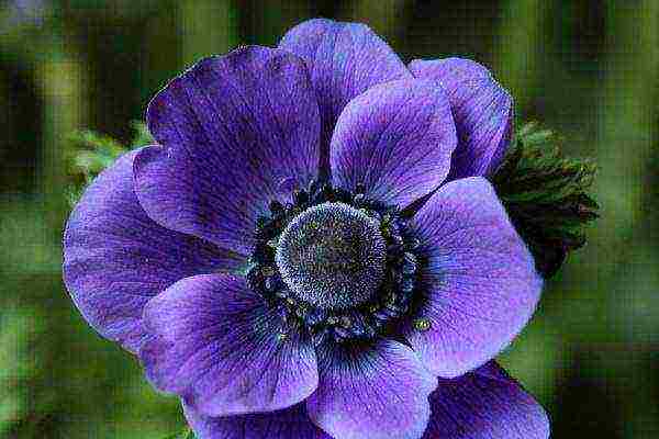 anemones de caenne planting and care in the open field