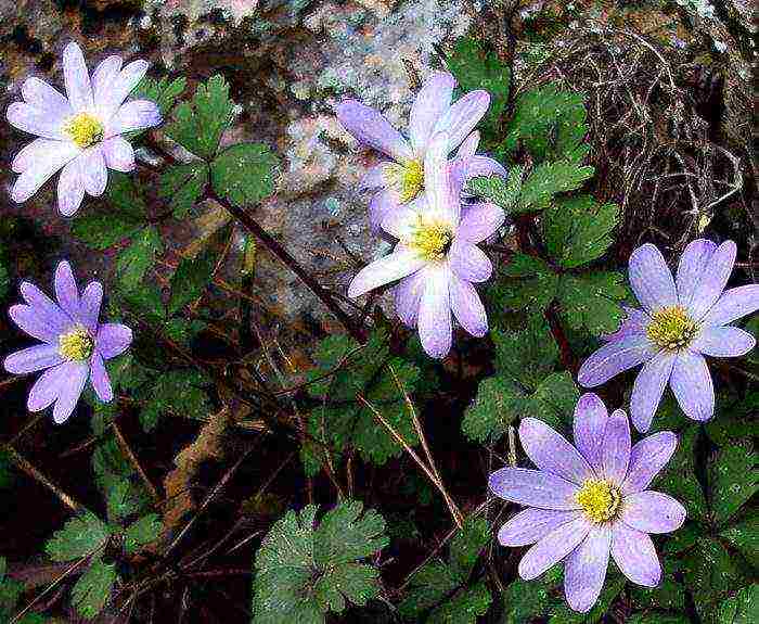 anemones de caenne การปลูกและดูแลในทุ่งโล่ง