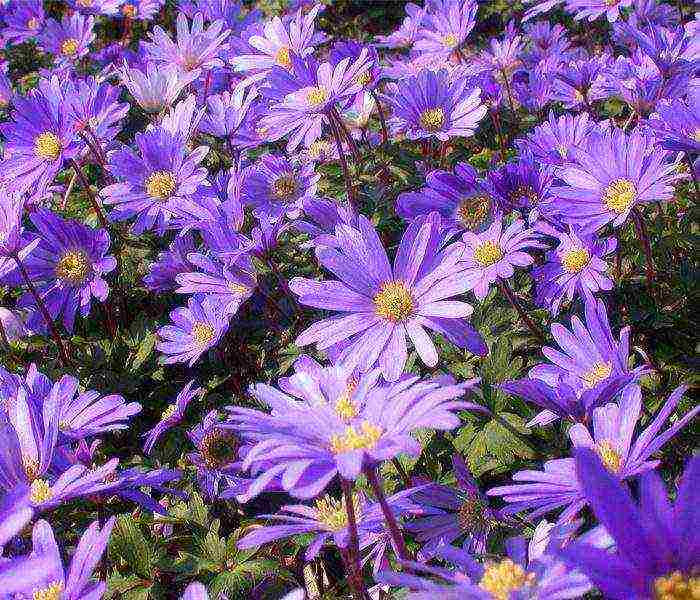 anemones de caenne planting and care in the open field